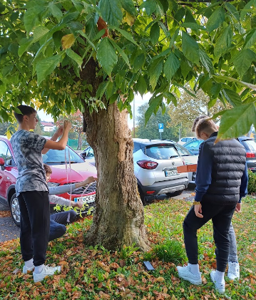 Merjenje drevesa
